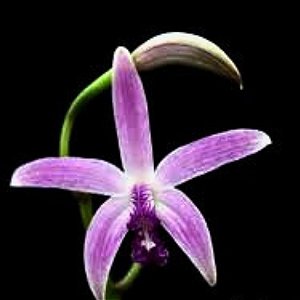 Orquídea Laelia crispilabia - Nbs