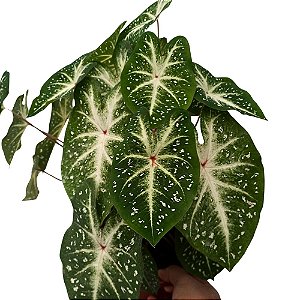 Caladium especial n.11 - 30cm