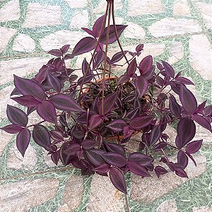 Tradescantia Zebrina Roxa - Trapoeraba Zebra