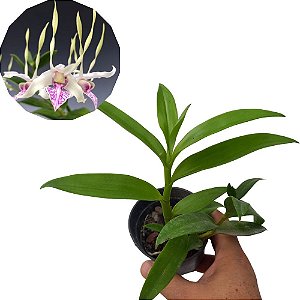 Orquídea Dendrobium Antenatum - 10cm