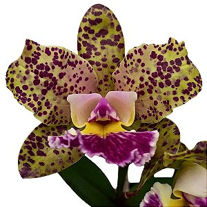 Orquídea Cattleya Pão de açucar x Corcovado - AD