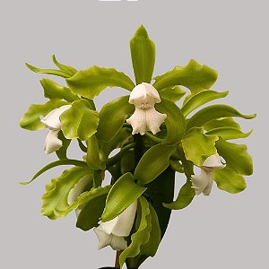 Orquídea Cattleya guttata "Alba" - Ad