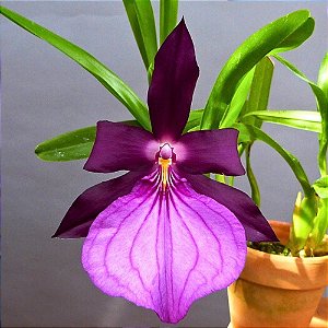 Orquídea Miltonia moreliana - Ad