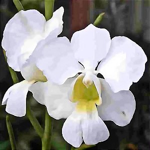 Orquídea Papilionanthe teres alba - 20cm