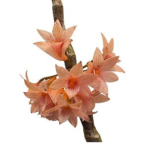 Orquídea Dendrobium bullenianum - Ad