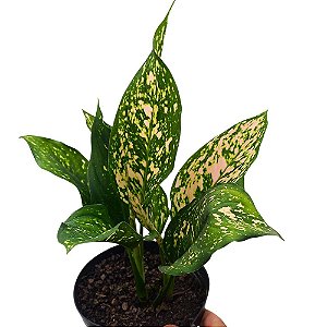 Aglaonema Etta Rose