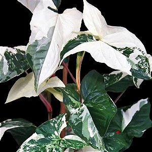 Planta Syngonium Variegato - 25cm
