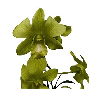 Orquídea Dendrobium phalaenopsis Green - AD