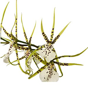 Orquídea Brassia híbrida - AD