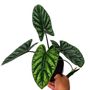Alocasia Sinuata - 25cm