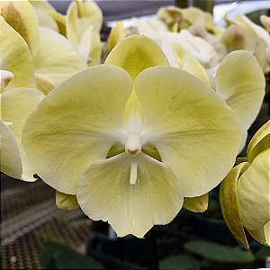 Orquídea Phalaenopsis Big Lip Amarela n.01