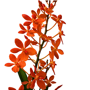 Vanda Nakornsawan x Tubtim Velvet - Ad