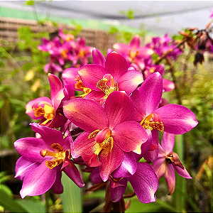 Orquídea Spathoglottis Nuuanu Gold - Adulta