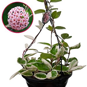 Suculenta Hoya Krimson Queem - Flor de Cera