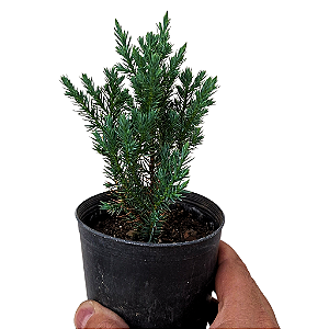 Tuia stricta - Juniperus chinensis - 10-12cm