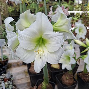 Lírio Amarilis - Branco