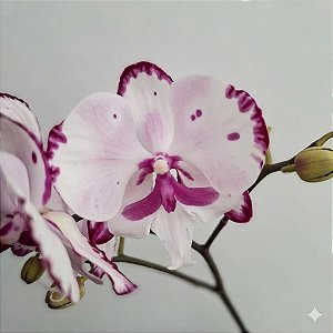 Orquídea Phalaenopsis Especial n.02 - Ad