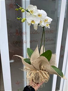 Orquídea G com JUTA