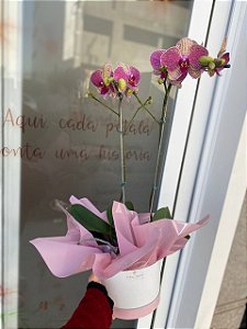 Orquídea G - Box Acartonado