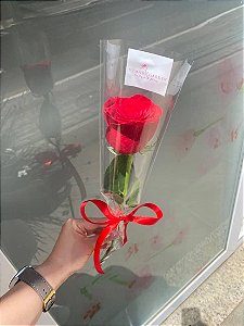 Rosa Avulsa