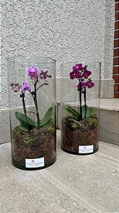 Orquídea Terrário