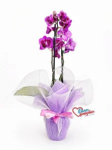 Orquídea Phalaenopsis