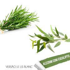 ESSENCIA ALECRIM COM EUCALIPTO 50 ML