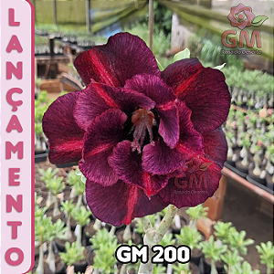 0230 - Rosa do Deserto - GM 200