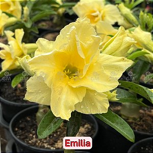 0231 - Rosa do Deserto - EMÍLIA