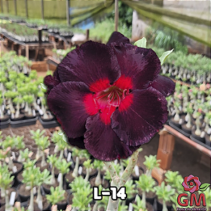 0001 - Rosa do Deserto- L-14 (NEGRA)