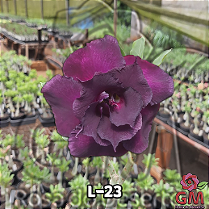 0050 - Rosa do Deserto- L-23