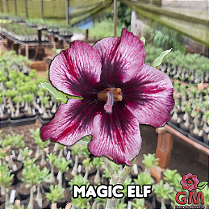 0051 - Rosa do Deserto - MAGIC ELF