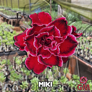 0052 - Rosa do Deserto - MIKI