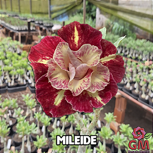 0053 - Rosa do Deserto - MILEIDE