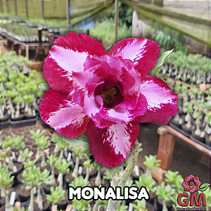 0054 - Rosa do Deserto - MONALISA