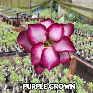 0058 - Rosa do Deserto- PURPLE CROWN