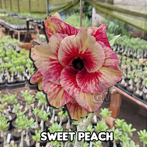 0059 - Rosa do Deserto- SWEET PEACH