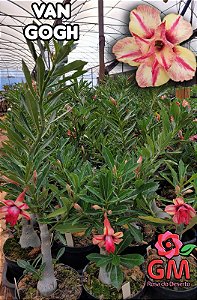 0060 - Rosa do Deserto- VAN GOGH