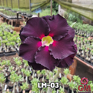 0061 - Rosa do Deserto - LM-03