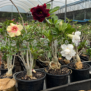 KIT 10 Plantas de Semente Cores Sortidas ( Não é possível a escolha de cores )