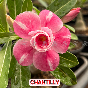 0258 - Rosa do Deserto - CHANTILLY