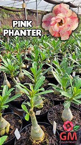 0064 - Rosa do Deserto - PINK PHANTER