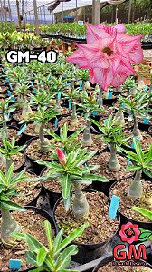 0065 - Rosa do Deserto - GM 40