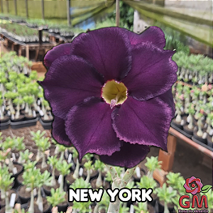 0067 - Rosa do Deserto - NEW YORK