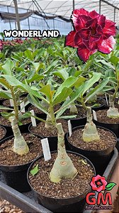 0069 - Rosa do Deserto - WONDERLAND