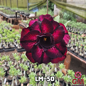 0070 - Rosa do Deserto - LM-50