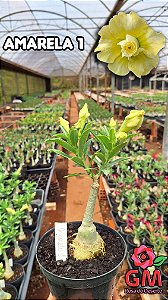 0080 - Rosa do Deserto - AMARELA 1