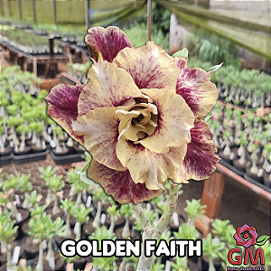 0081 - Rosa do Deserto - GOLDEN FAITH ( PERFUMADA )