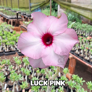 0082 - Rosa do Deserto - LUCKY PINK ( IMPORTADA )