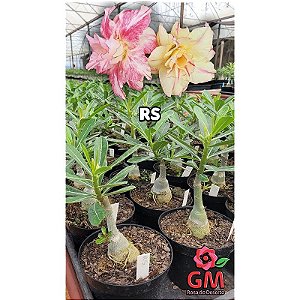 0020 - Rosa do Deserto - RS